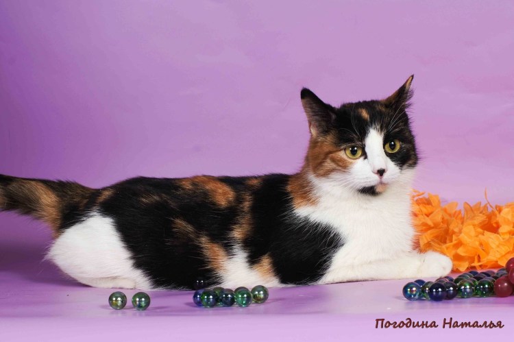 Трёхцветная кошка Арлекин
