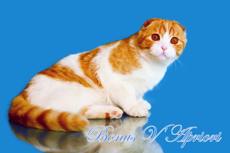 Котята Мейн кун Арлекин