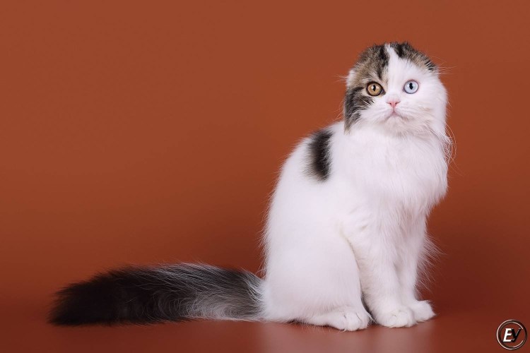Шотландская вислоухая кошка окрас Арлекин