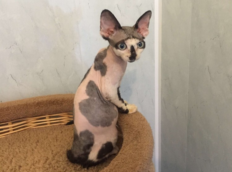 Шотландская вислоухая кошка Арлекин