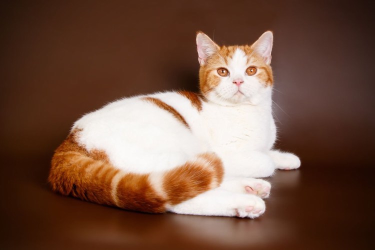 Красный табби Арлекин