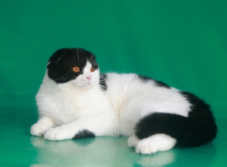 Кот японский бобтейл