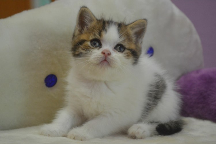 Окрасы скоттиш страйт Арлекин