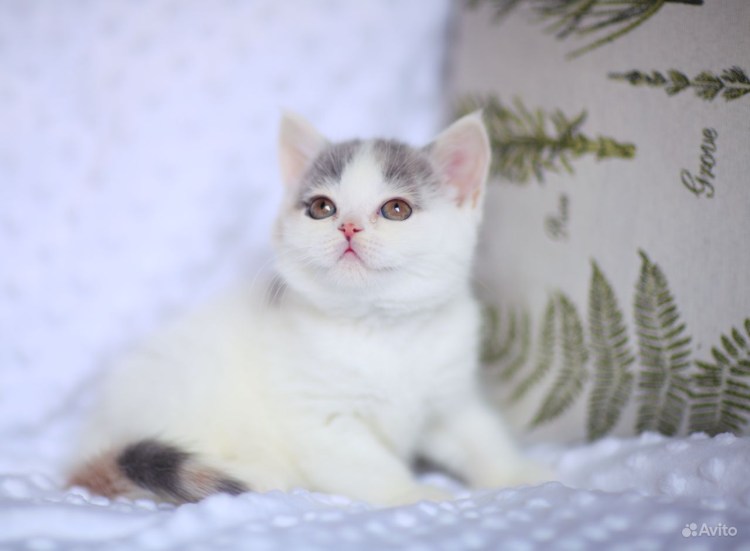 Порода кошек Арлекин