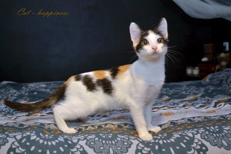 Трёхцветная кошка Арлекин