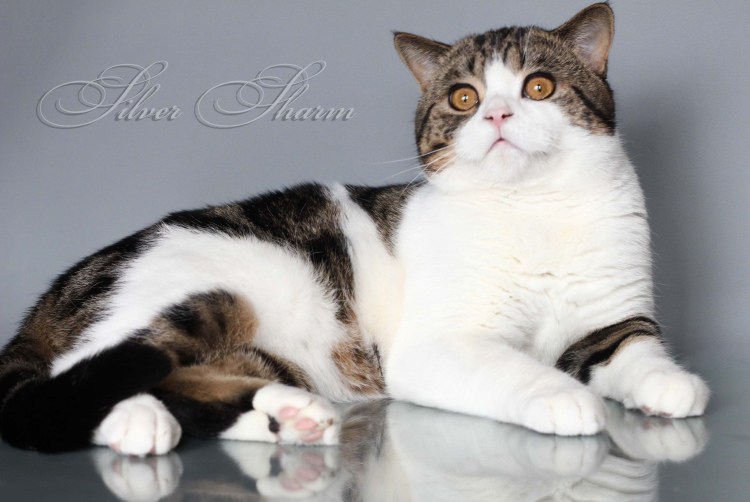 Черно белый кот Арлекин