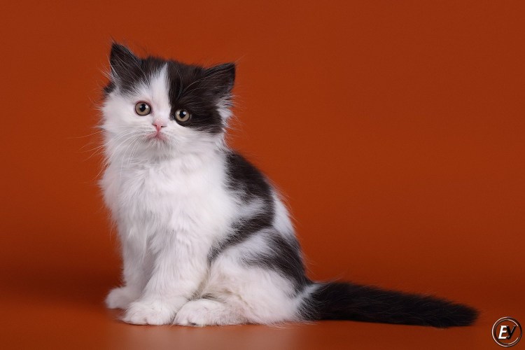 Окрас кота Арлекин