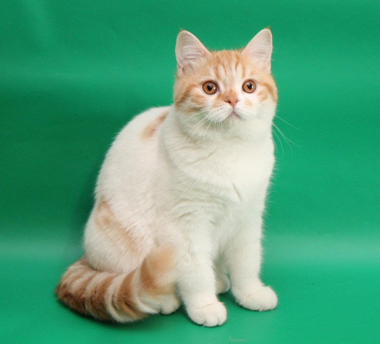 Скоттиш страйт Арлекин