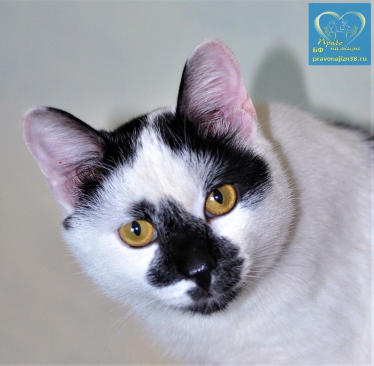 Окрас Арлекин у кошек