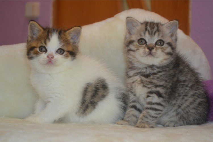 Тукседо порода кошек