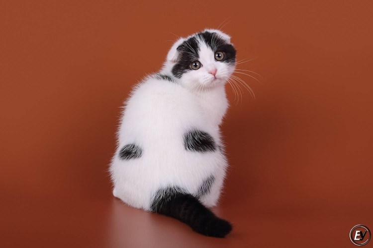 Скоттиш фолд Арлекин черный
