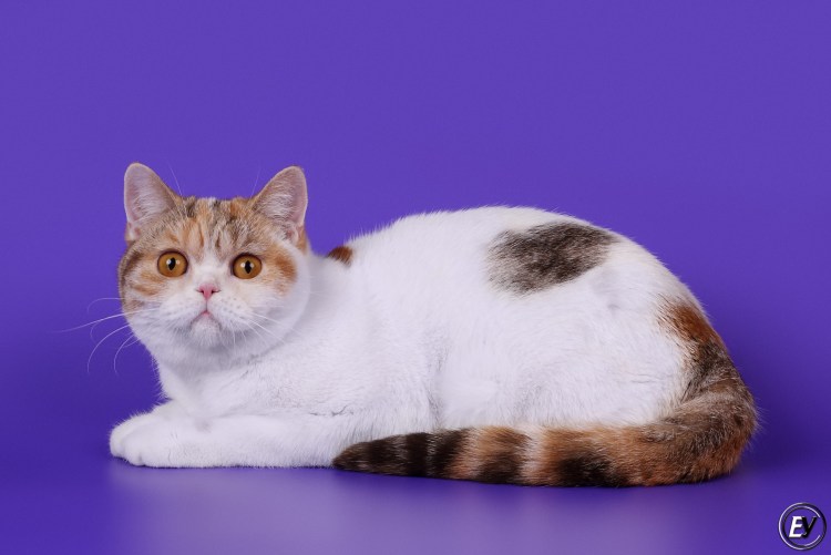 Красный табби Арлекин