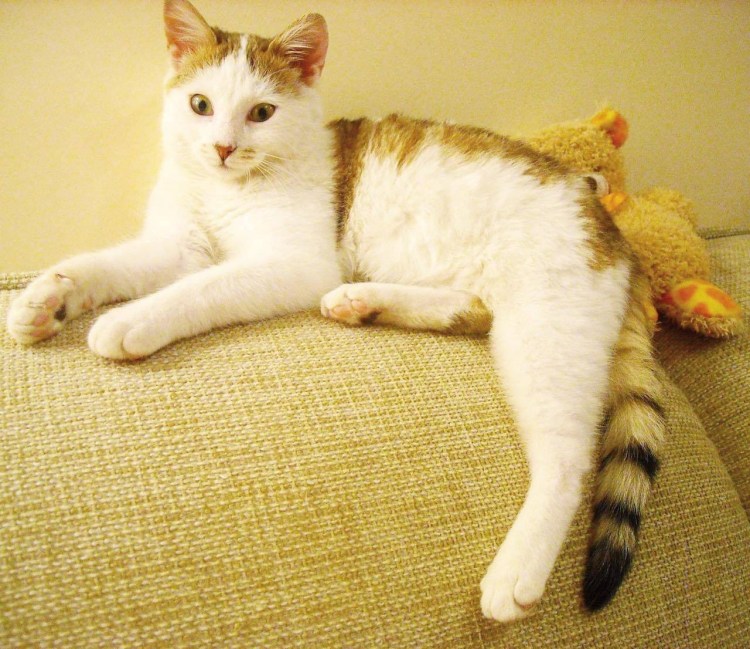 Кот породы Арлекин