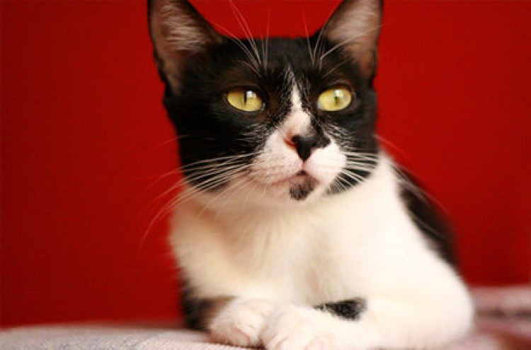 Окрасы скоттиш страйт Арлекин