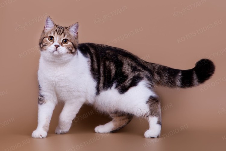 Шотландский биколор