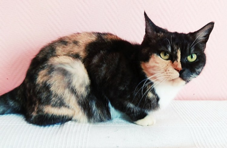 Серебристый Арлекин кот