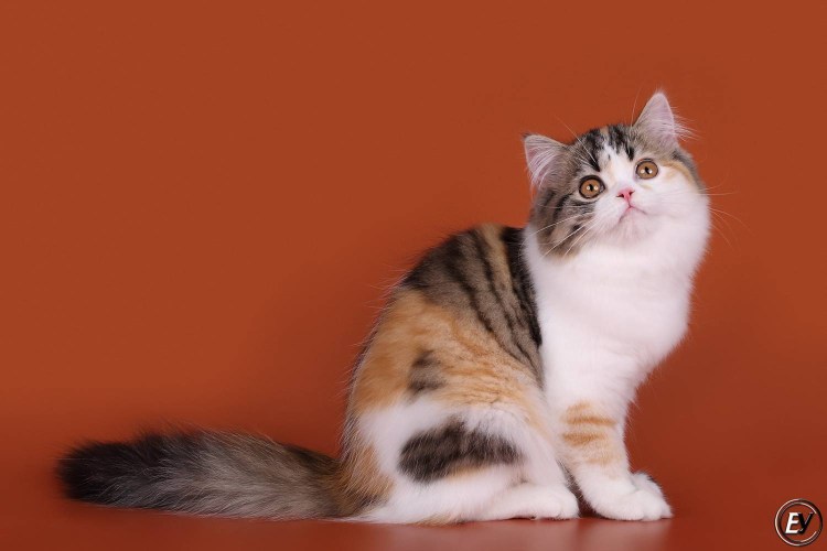 Скоттиш фолд биколор
