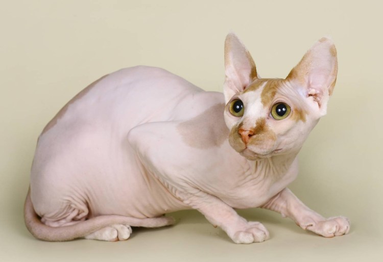 Британский короткошерстный кот биколор