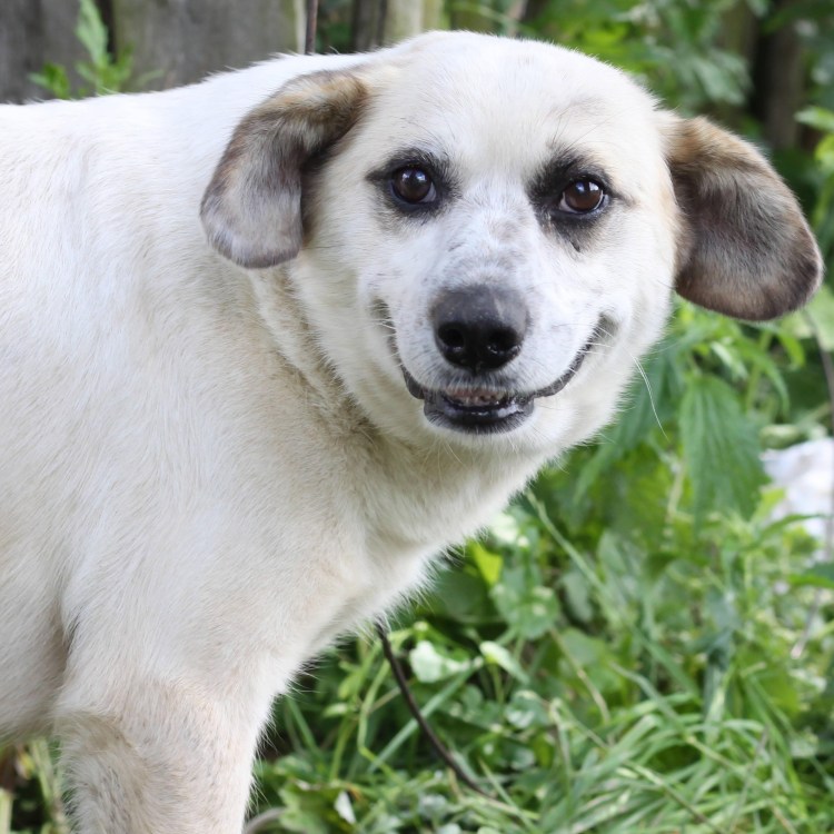 Порода собак Сохо