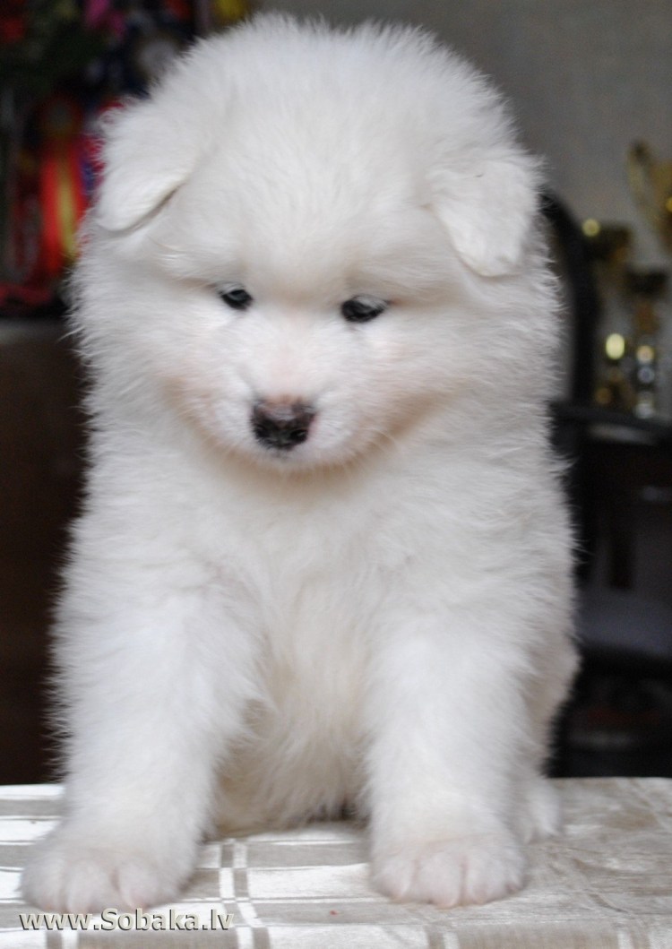 Сибирская лайка самоед