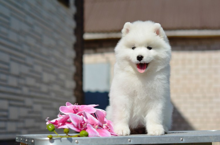 Лайка самоед