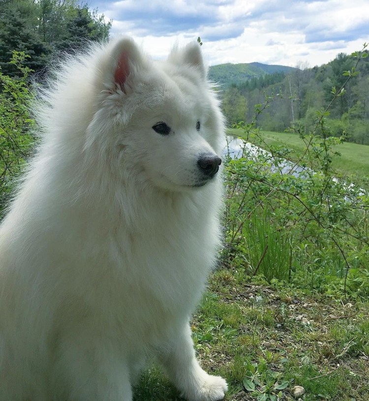 Лайка самоед
