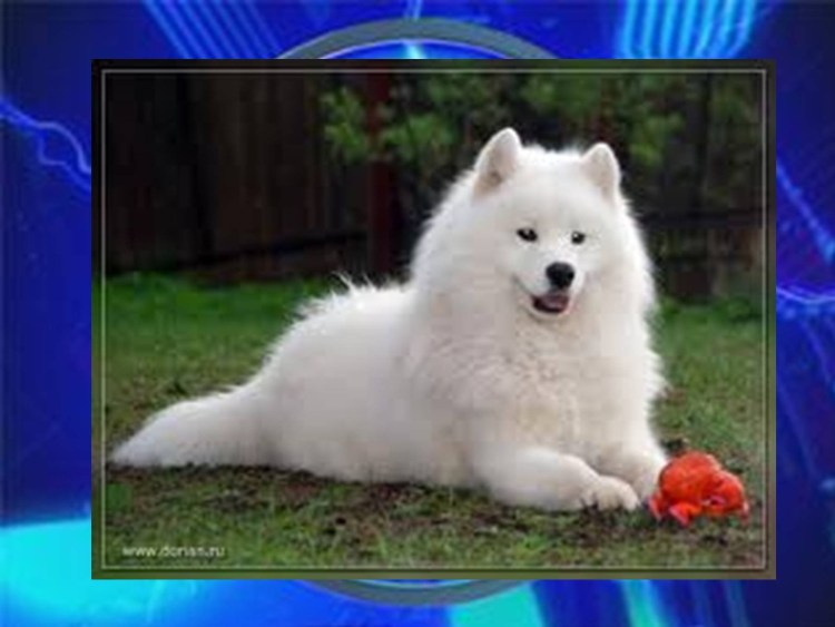 Лайка самоед
