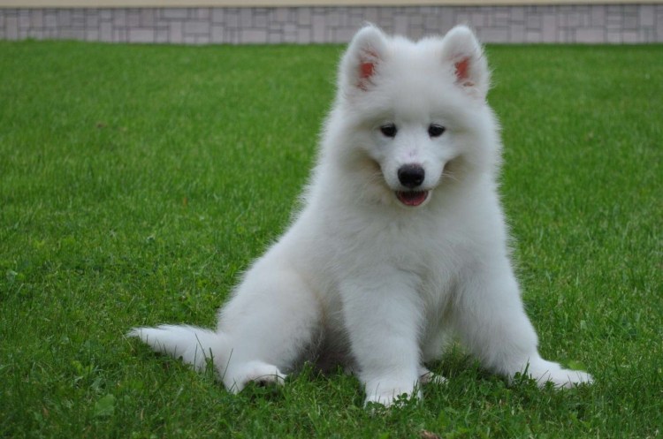 Лайка самоед щенок