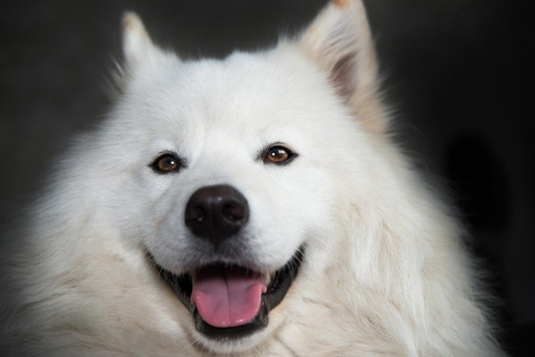 Самоедская лайка