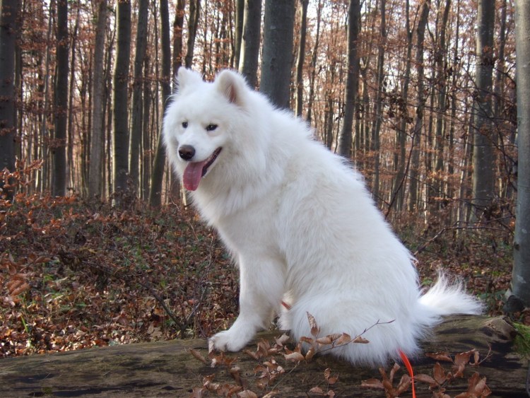 Лайка самоед