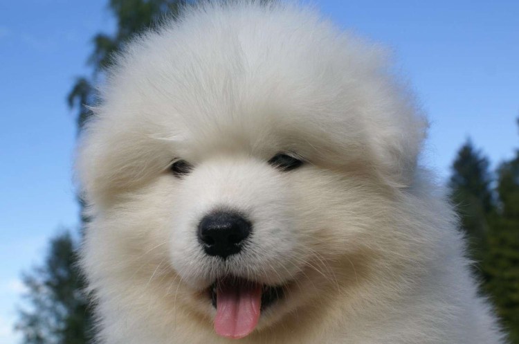 Самоед порода собаки самоед
