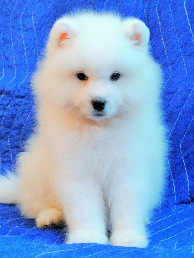 Самоед собака