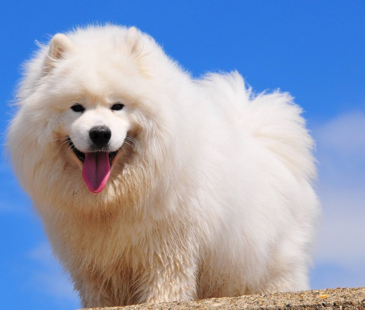 Аляскинский самоед