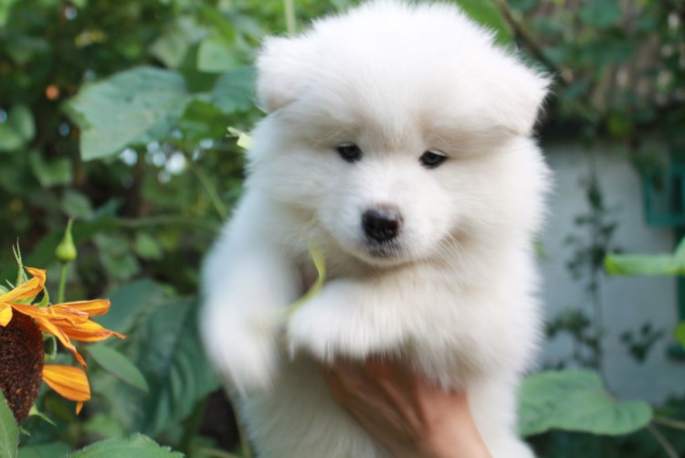 Самоедская лайка