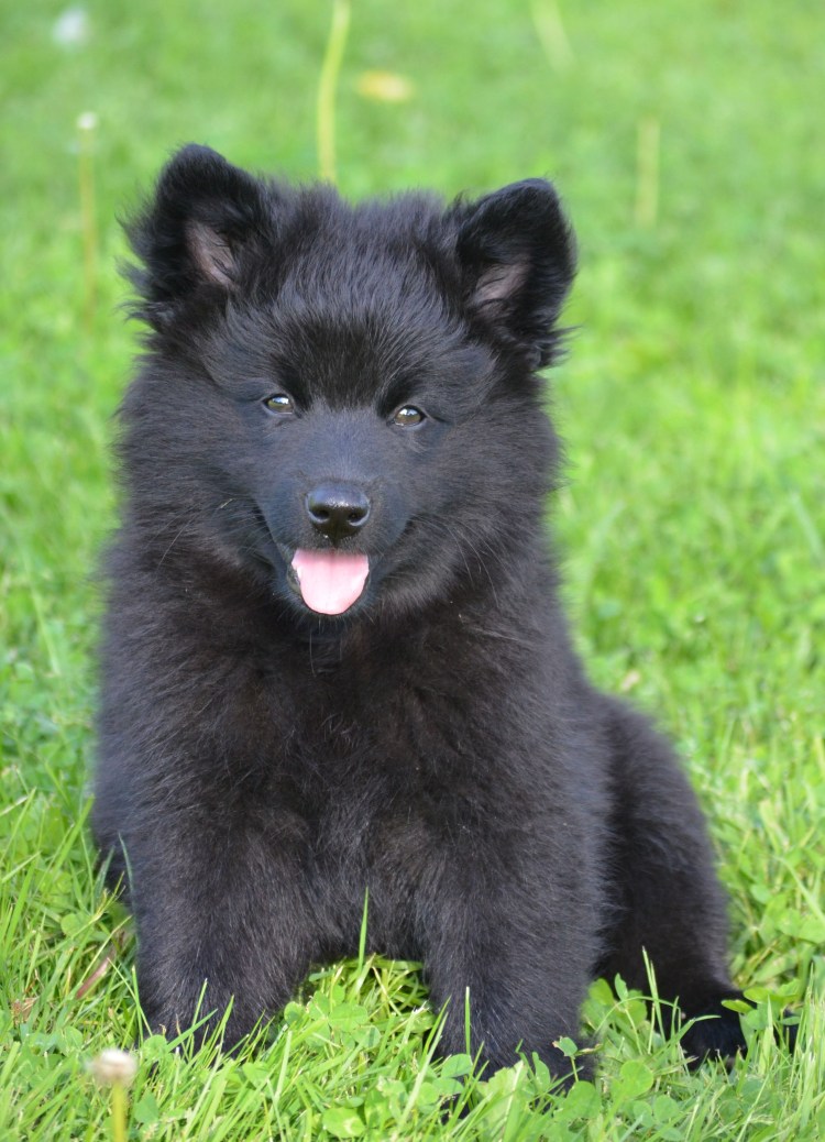 Красота собак