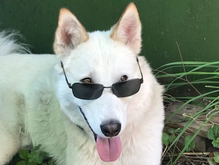 Порода собак Харпер