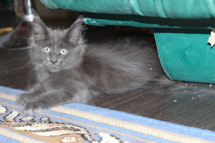 Сибирский кот помесь