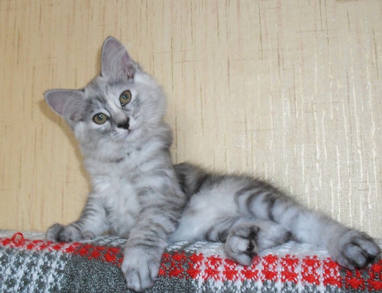 Смесь Мейн куна и Нибелунга