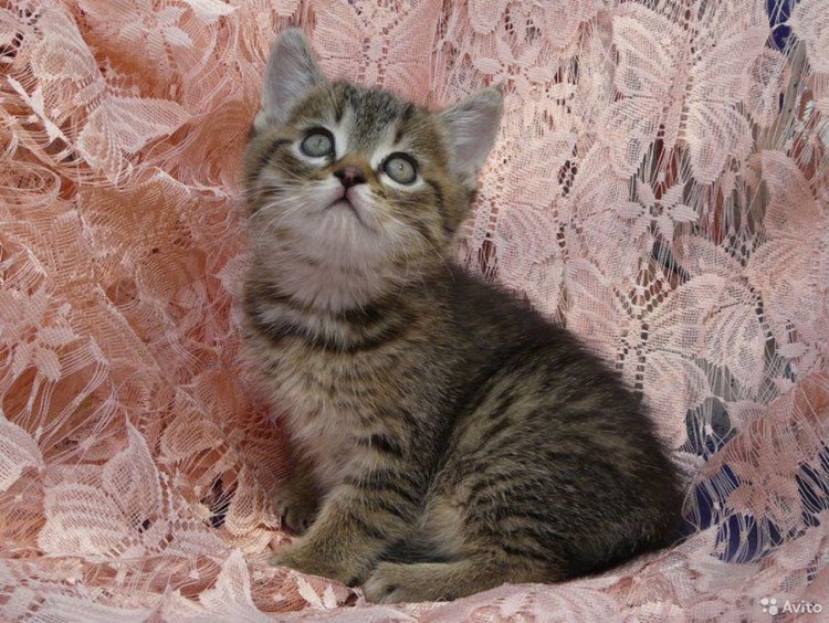 Сибирский кот помесь