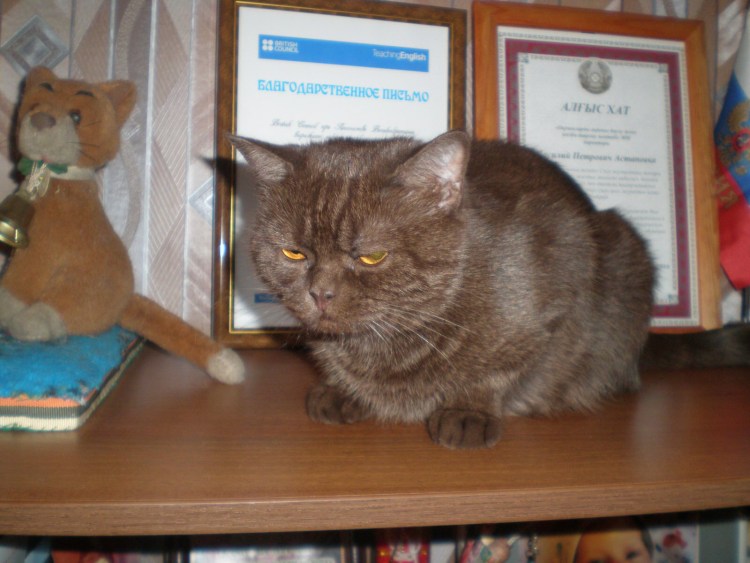 Метис Мейн куна