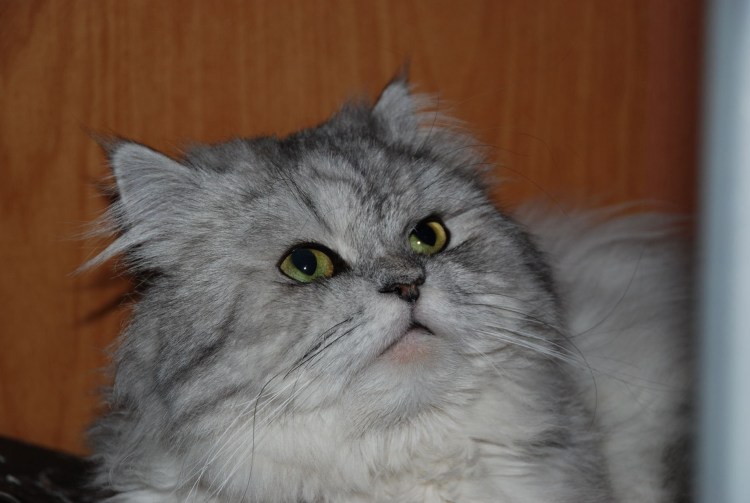 Метис себирчкийа кошка