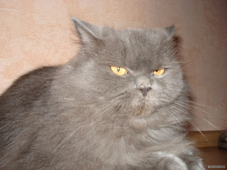 Порода кошек Сибирская голубая