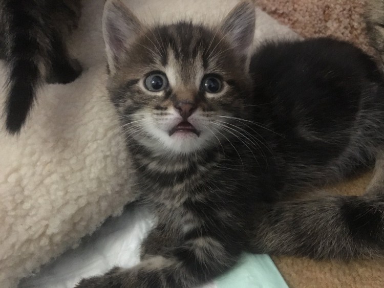 Мейн-куны, британские и Сибирские кошки