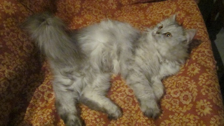 Сибирский кот помесь