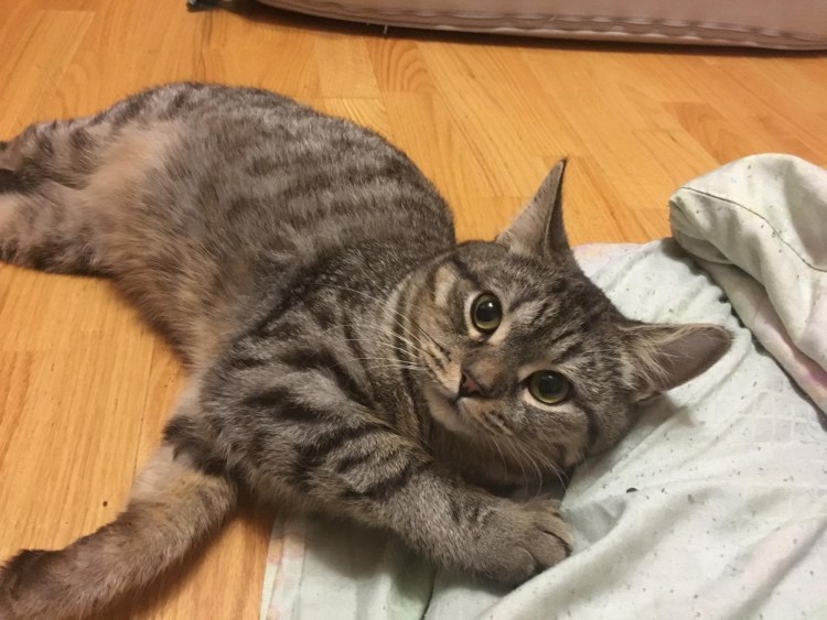 Сибирская кошка 1 год