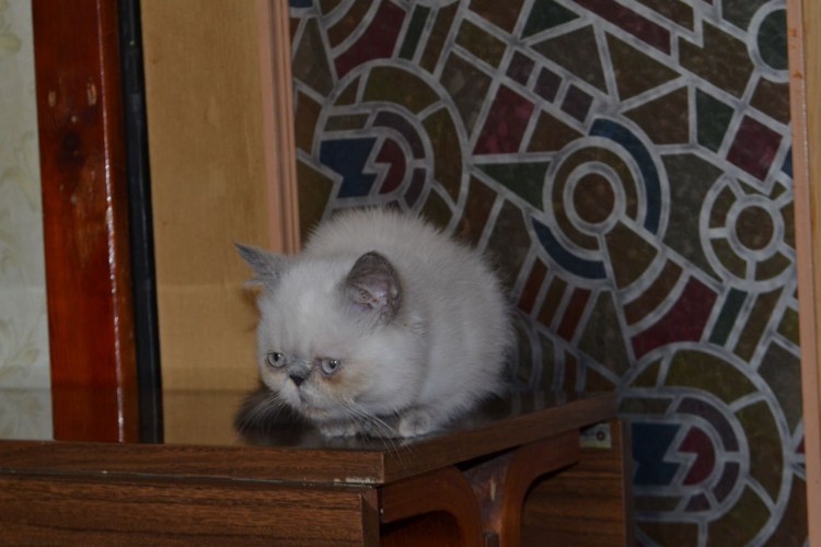 Метис бенгальской кошки и русской голубой