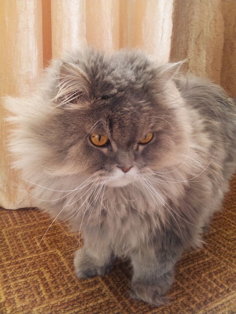 Голубая Сибирская Сибирская кошка