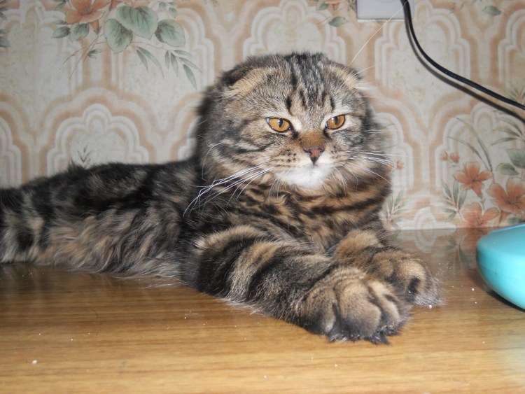 Персидская голубая шиншилла кошка