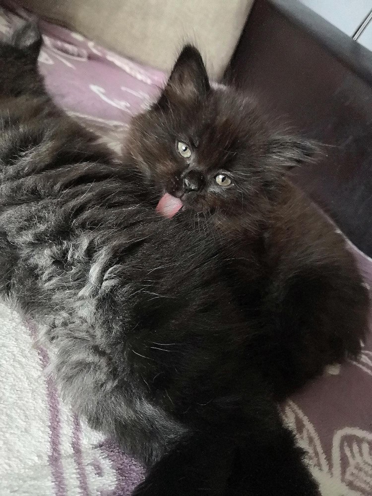 Мейн кун и сфинкс помесь