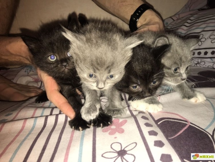 Помесь Сибирского кота и Сибирского